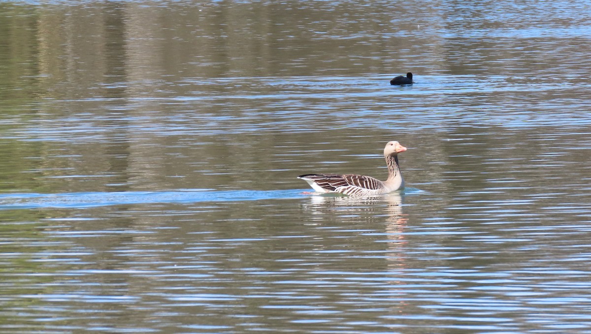 Гуска сіра - ML655316980
