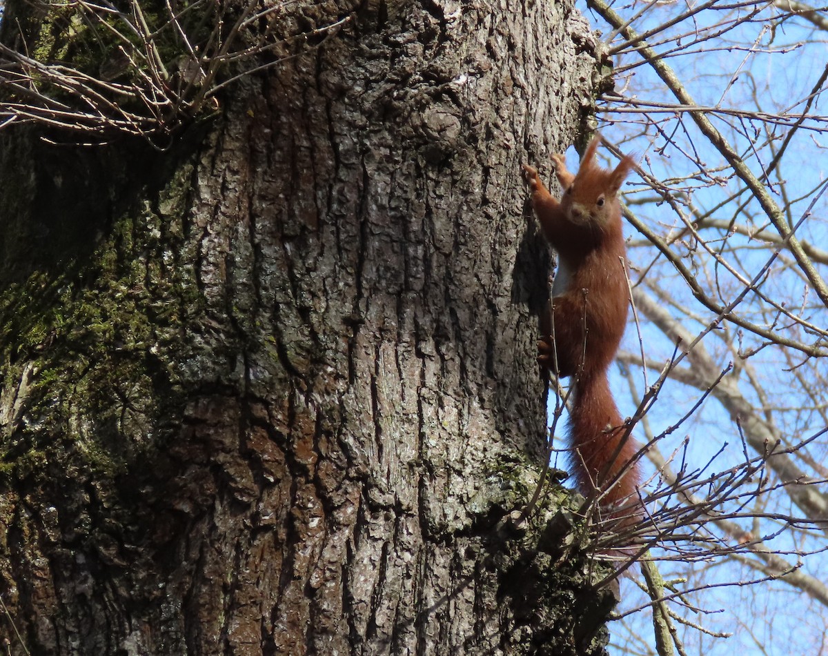 Animals - ML655316985