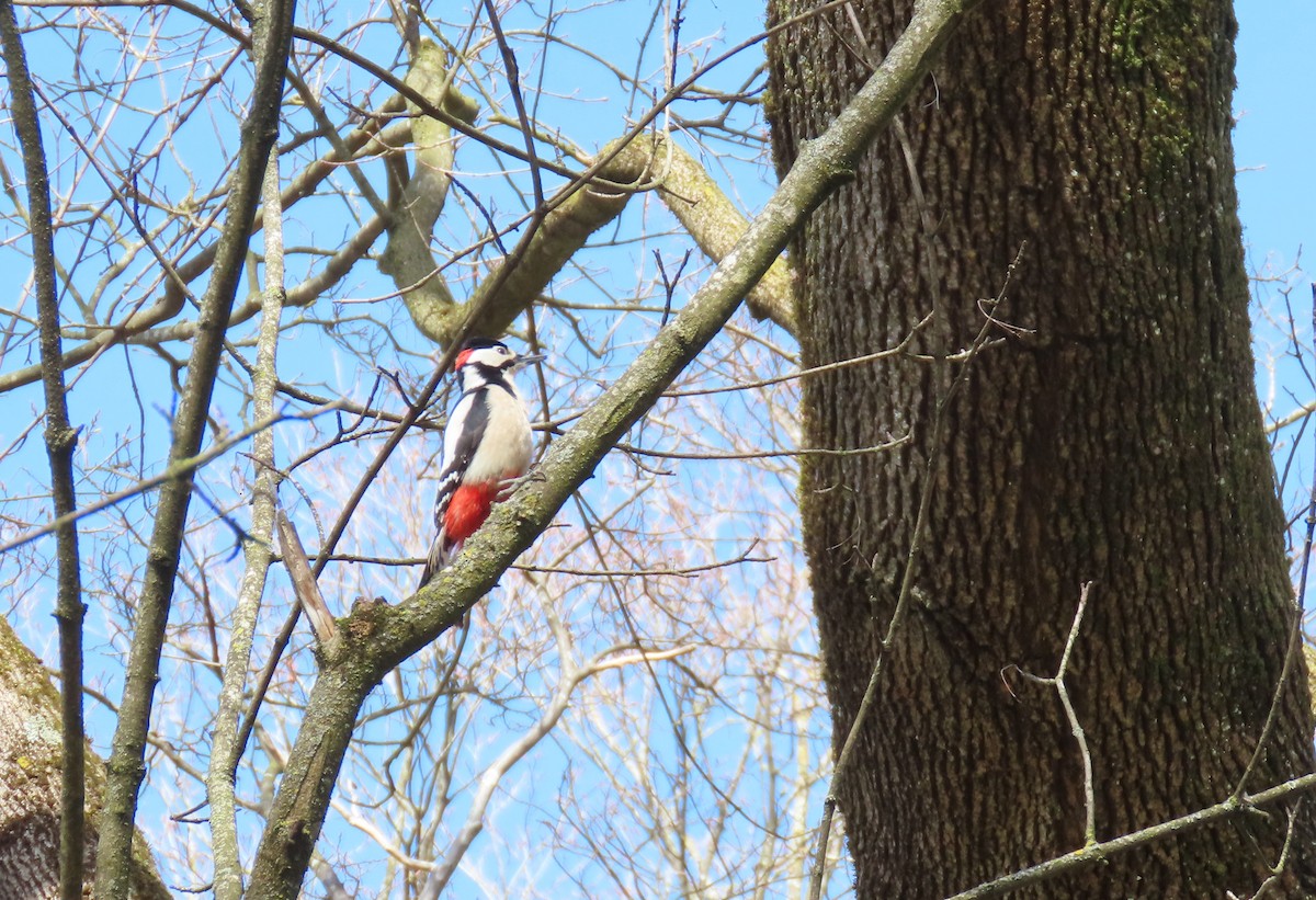 Дятел звичайний - ML655316999