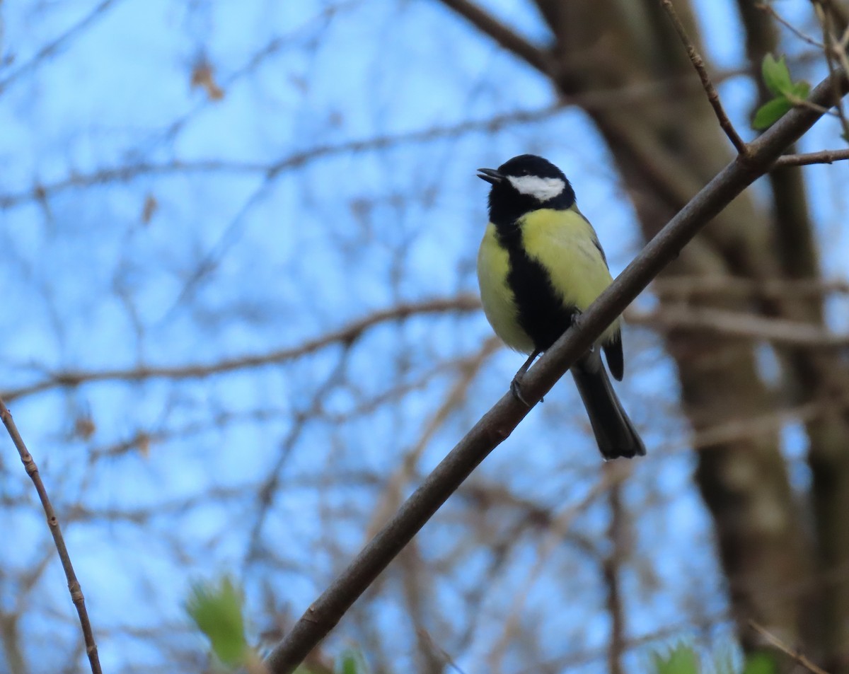 Синиця велика - ML655317014