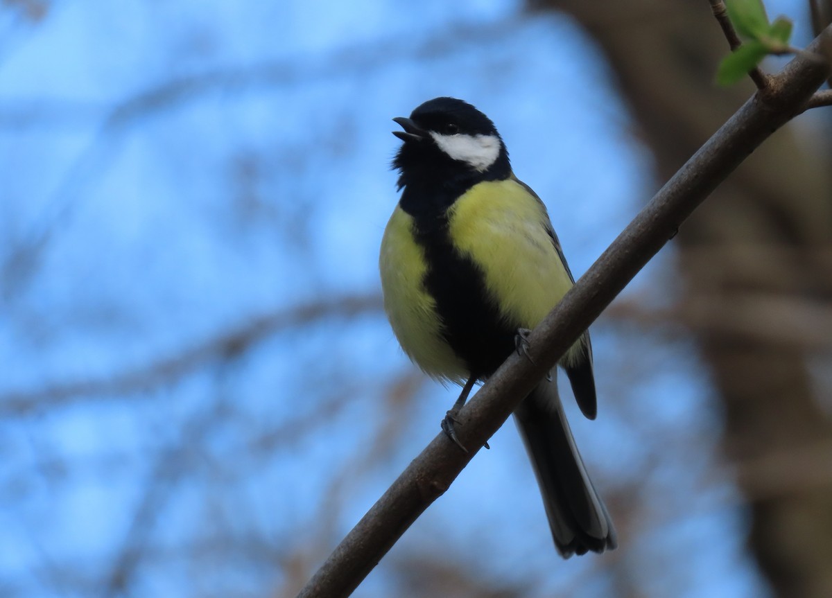 Синиця велика - ML655317026