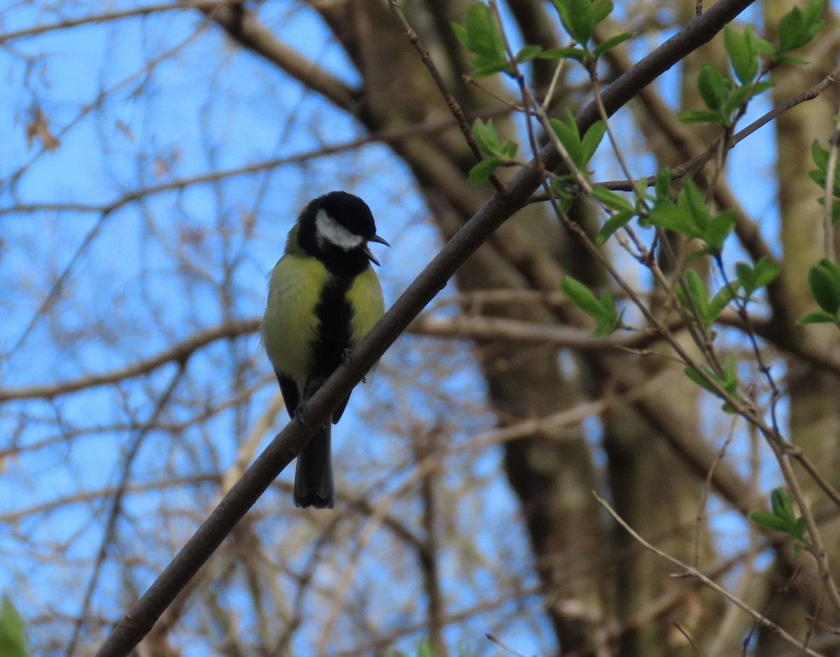 Синиця велика - ML655317027