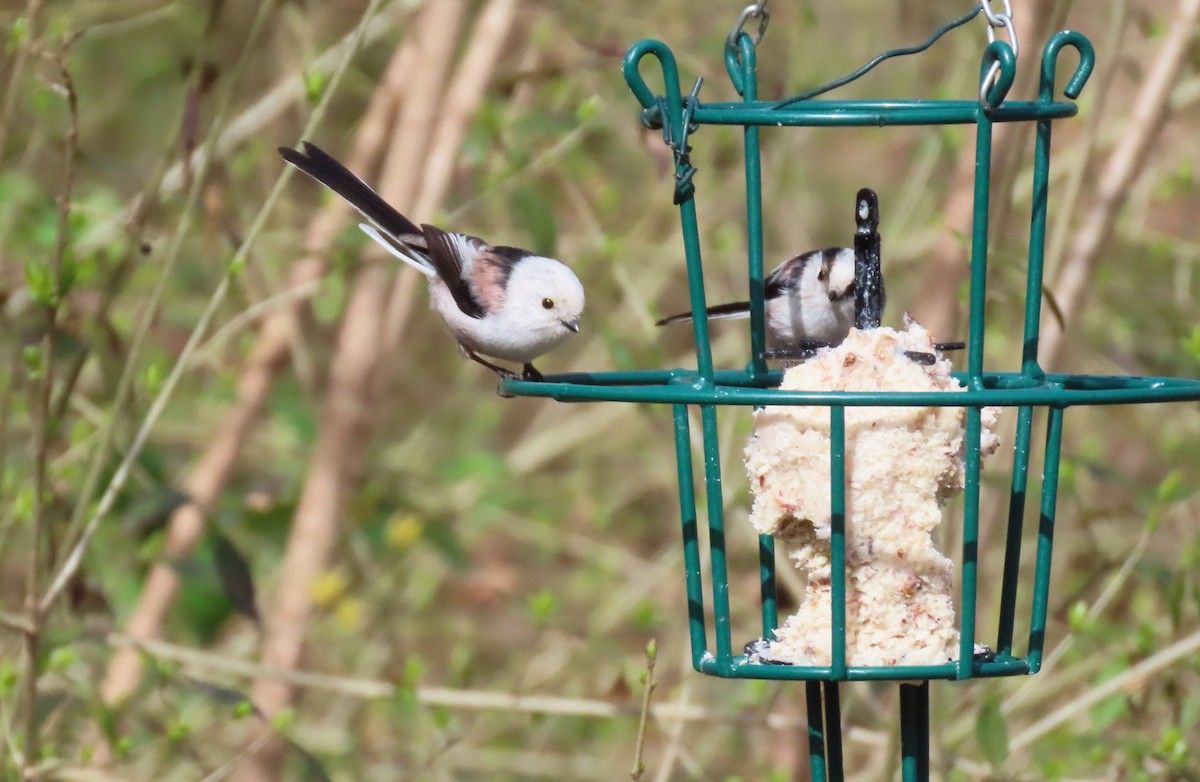 Синиця довгохвоста - ML655317046