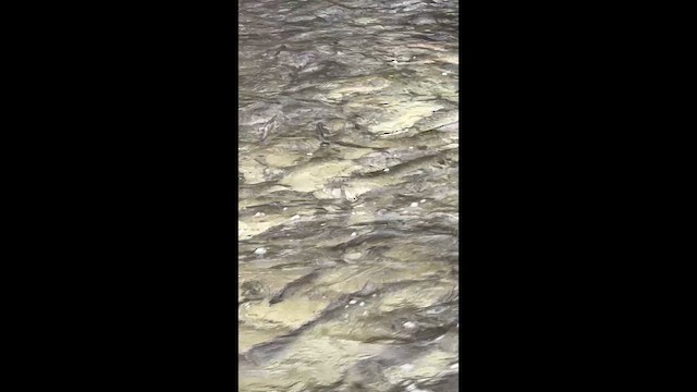 Herrings - ML655317160