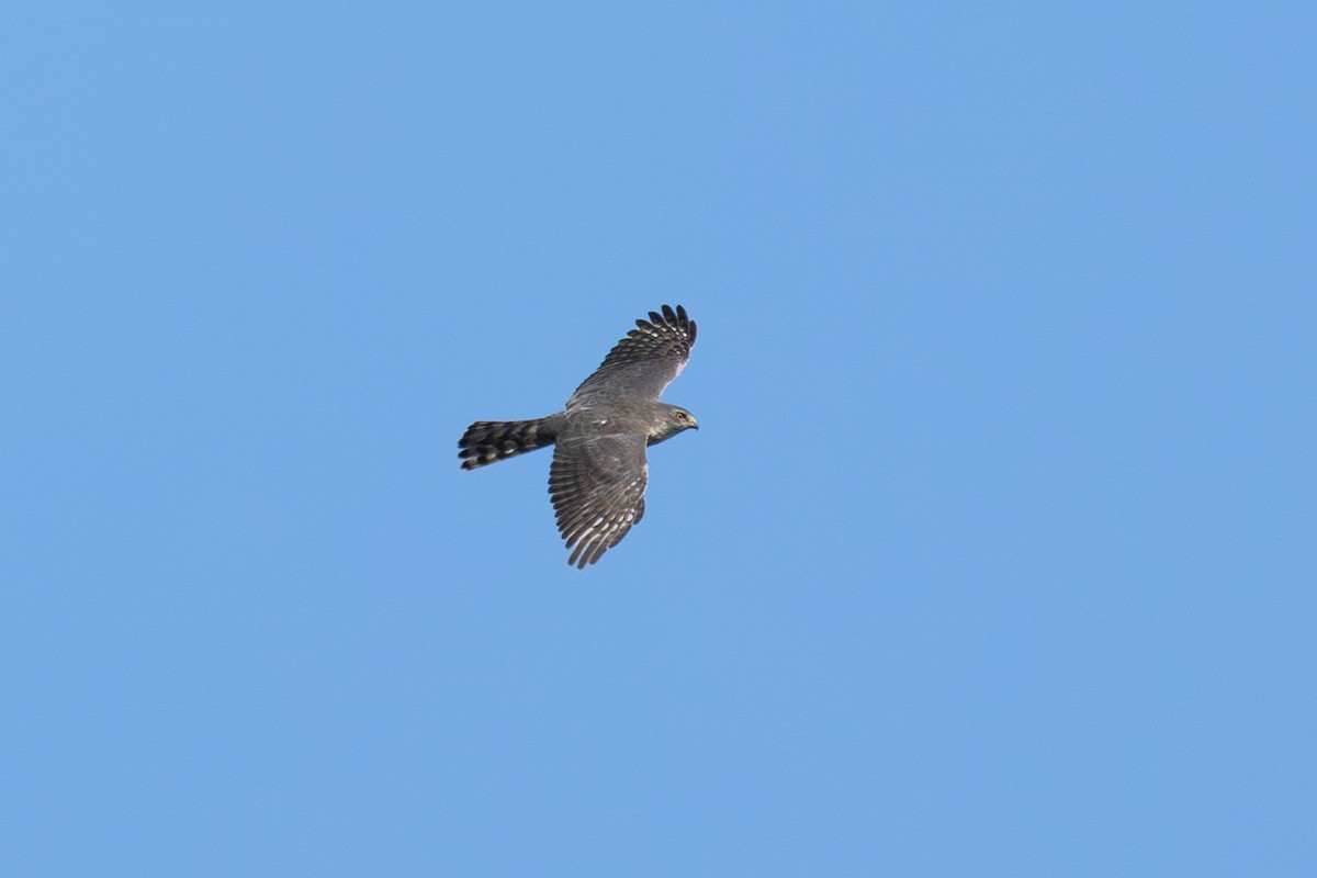 Shikra (African) - ML655318086