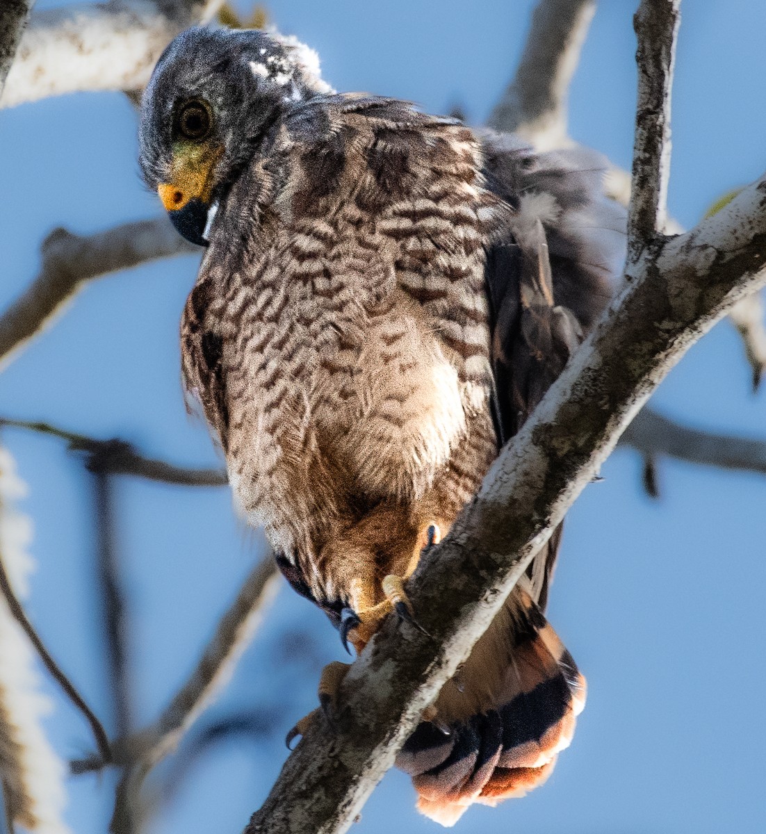 hawk sp. - ML655318815