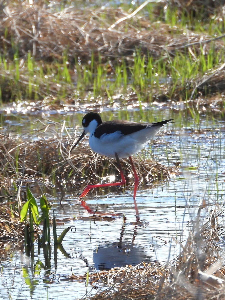 eBird Checklist - 19 Apr 2026 - Mentor Marsh State Nature Preserve ...