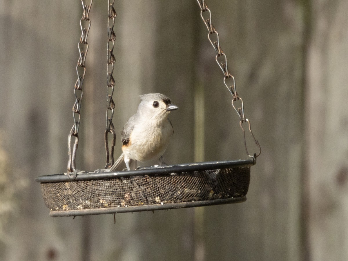 gråduskmeis - ML655319154