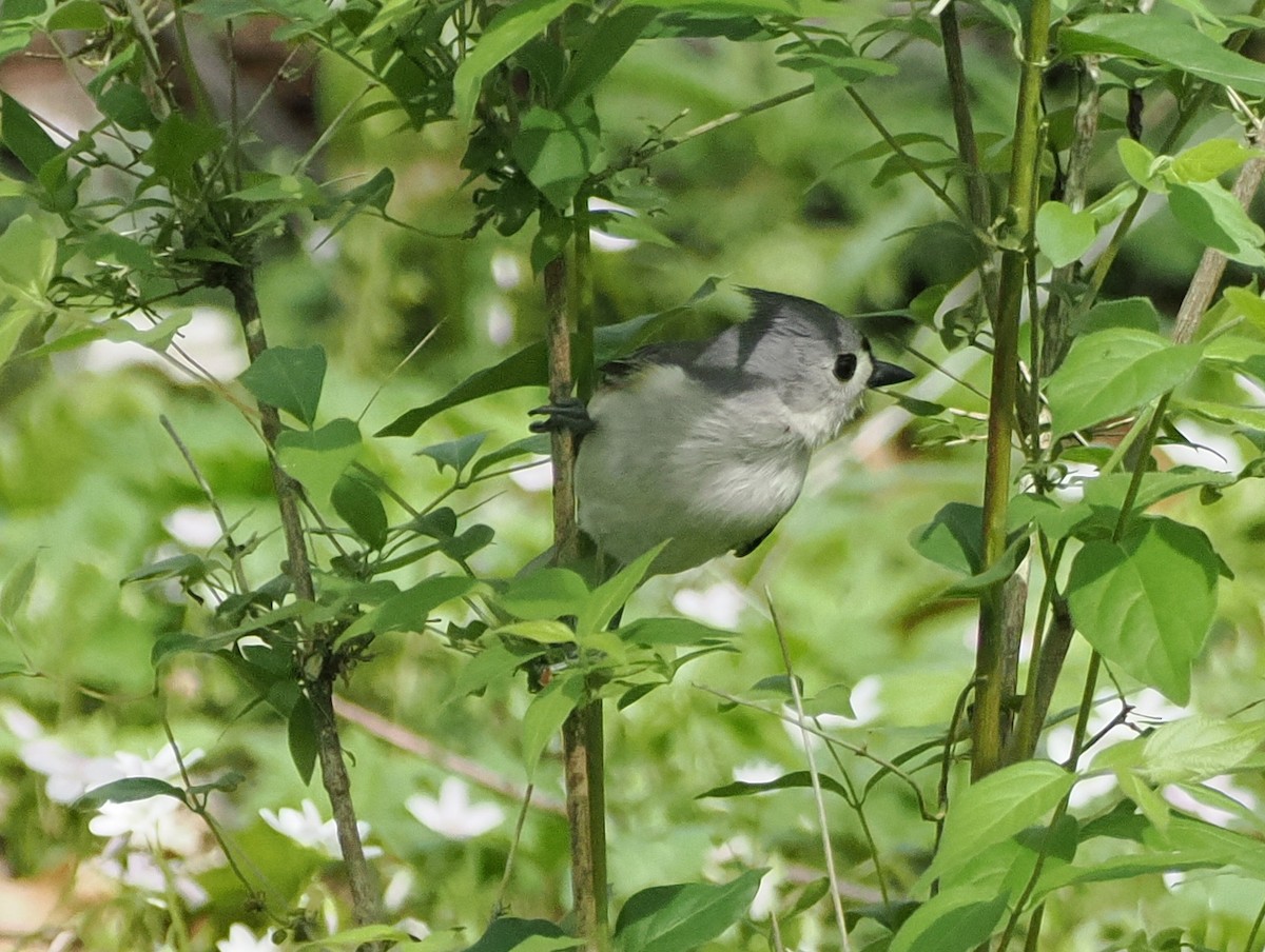 gråduskmeis - ML655319617