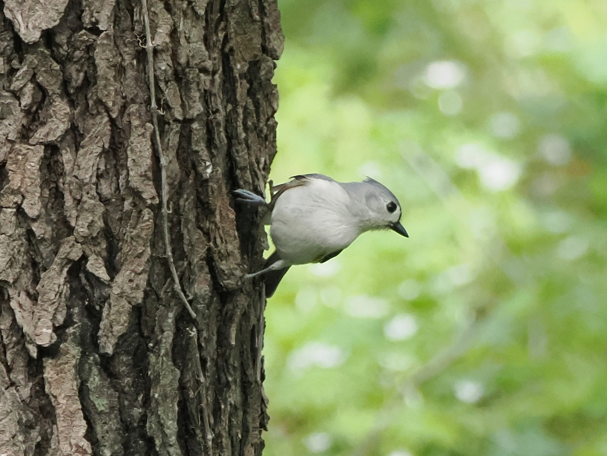 gråduskmeis - ML655319618