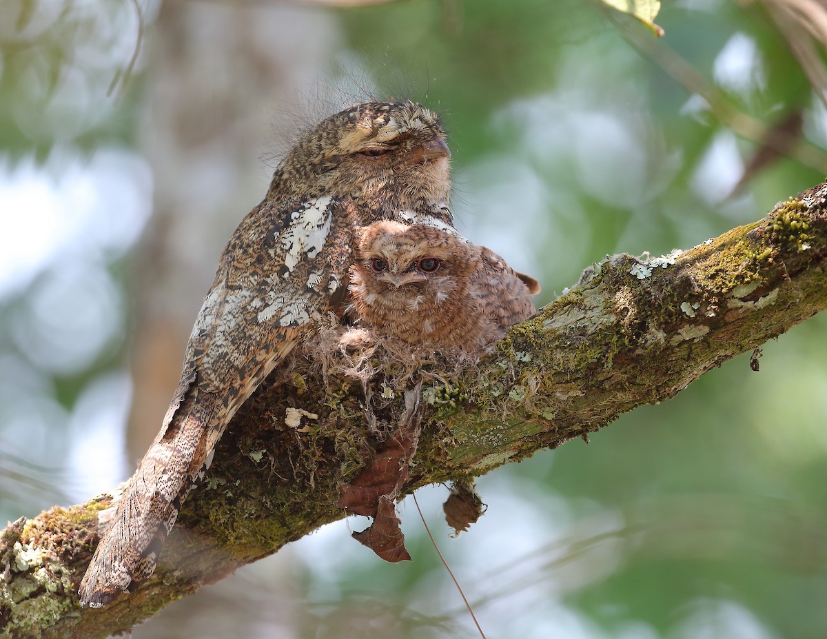 Корнудо довгохвостий - ML655320237