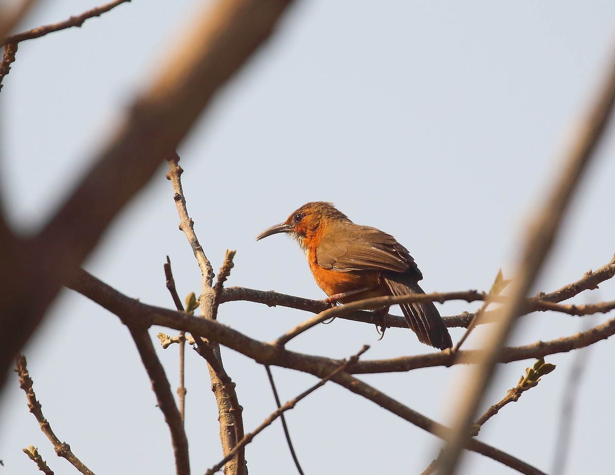 Red-eyed Scimitar-Babbler - ML655320325