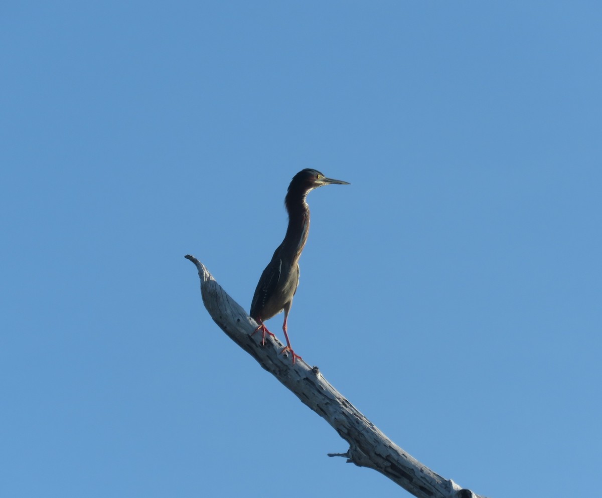 Grünreiher - ML655320999