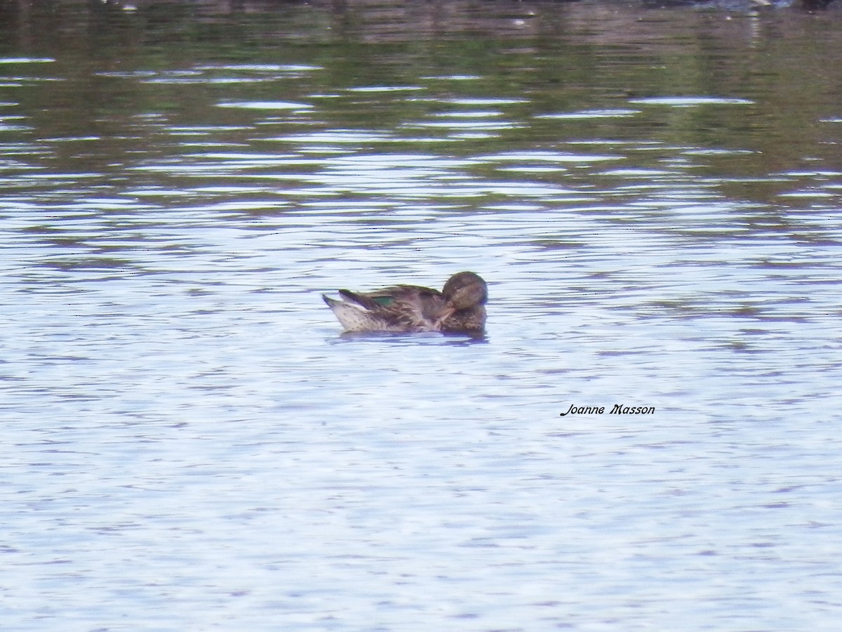 Green-winged Teal - ML65532141