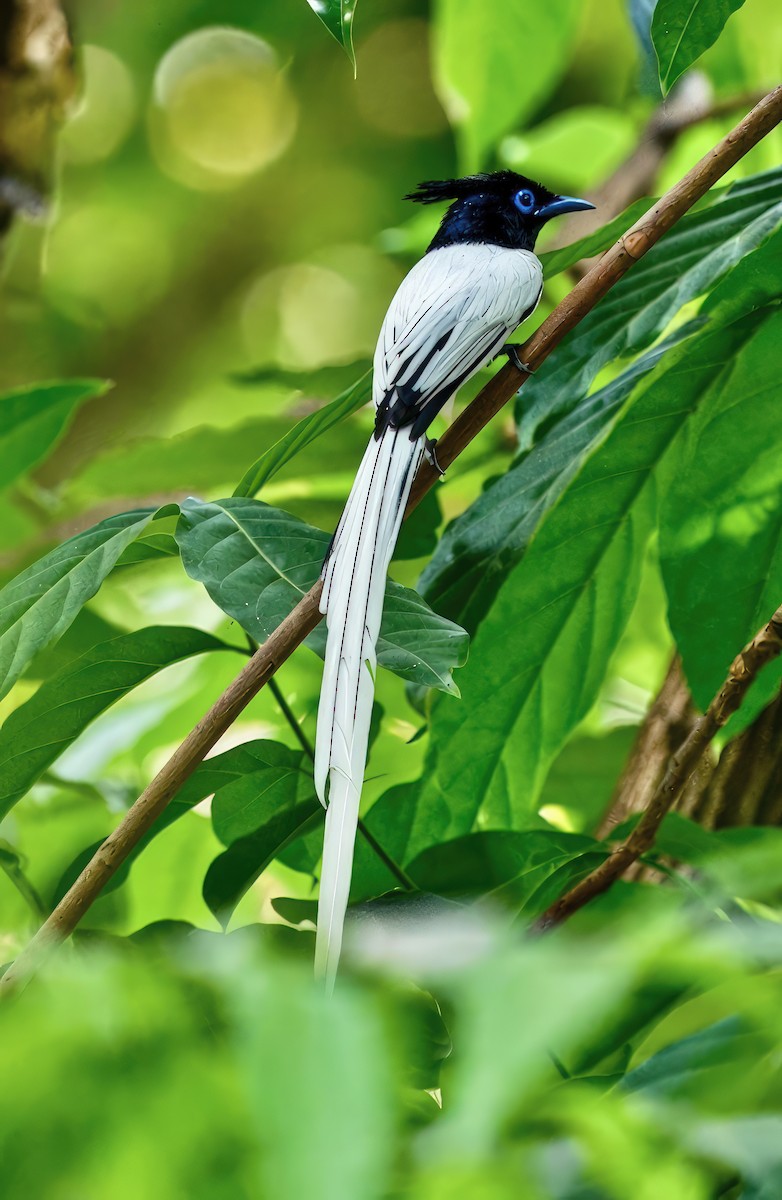 Hainparadiesschnäpper - ML655321544