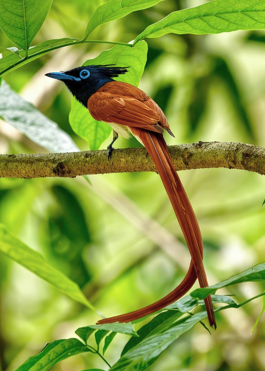 Hainparadiesschnäpper - ML655321545