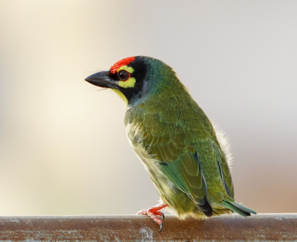 Kupferschmied-Bartvogel - ML655321673