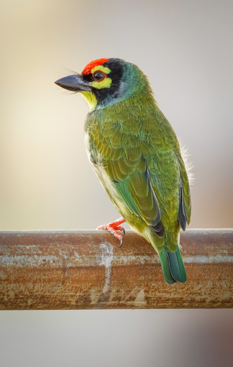 Kupferschmied-Bartvogel - ML655321674