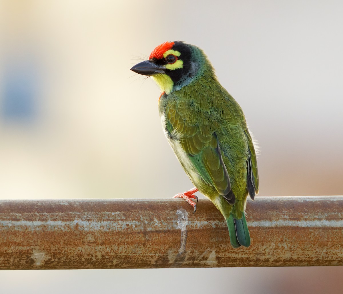 Kupferschmied-Bartvogel - ML655321675