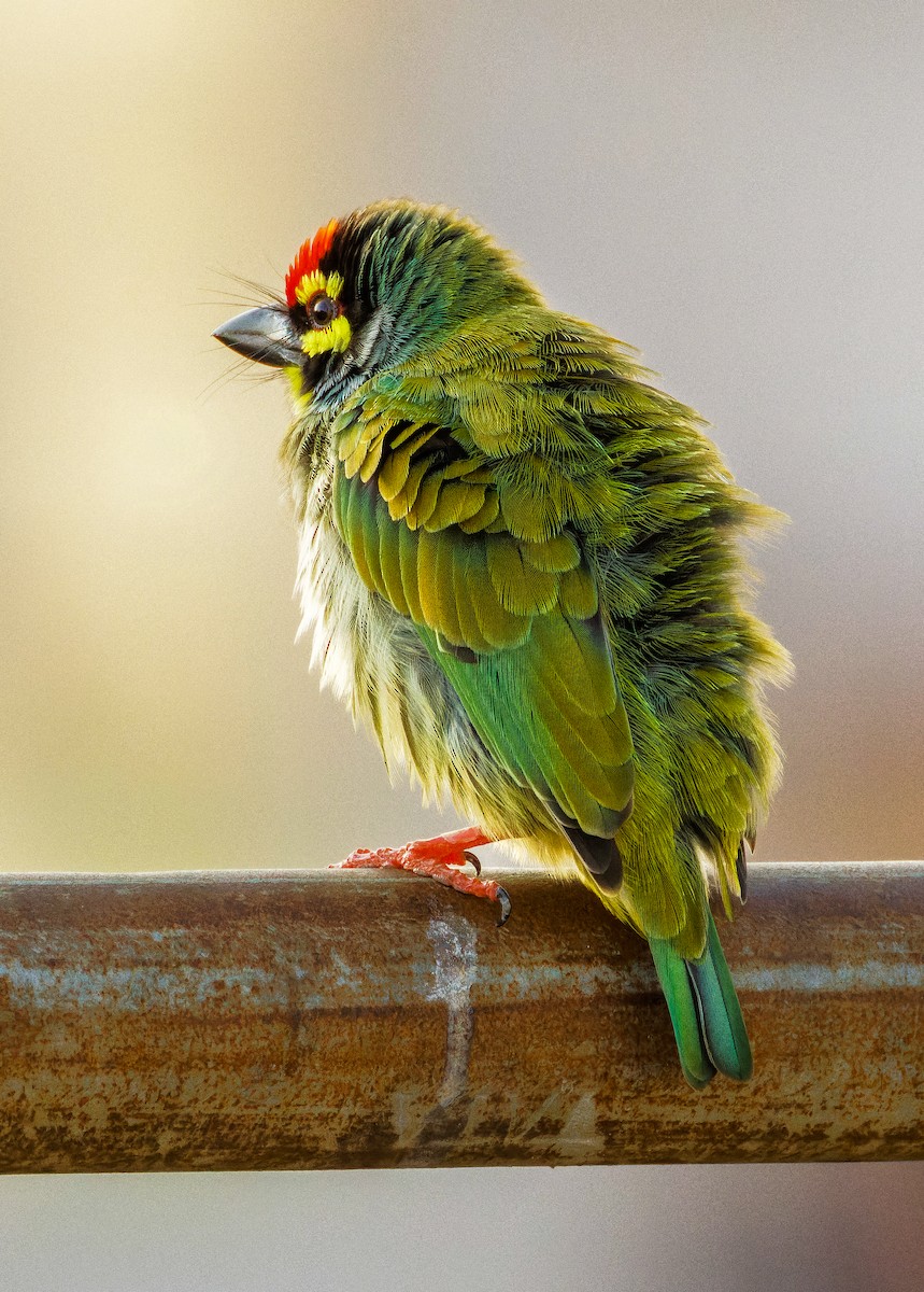 Kupferschmied-Bartvogel - ML655321676