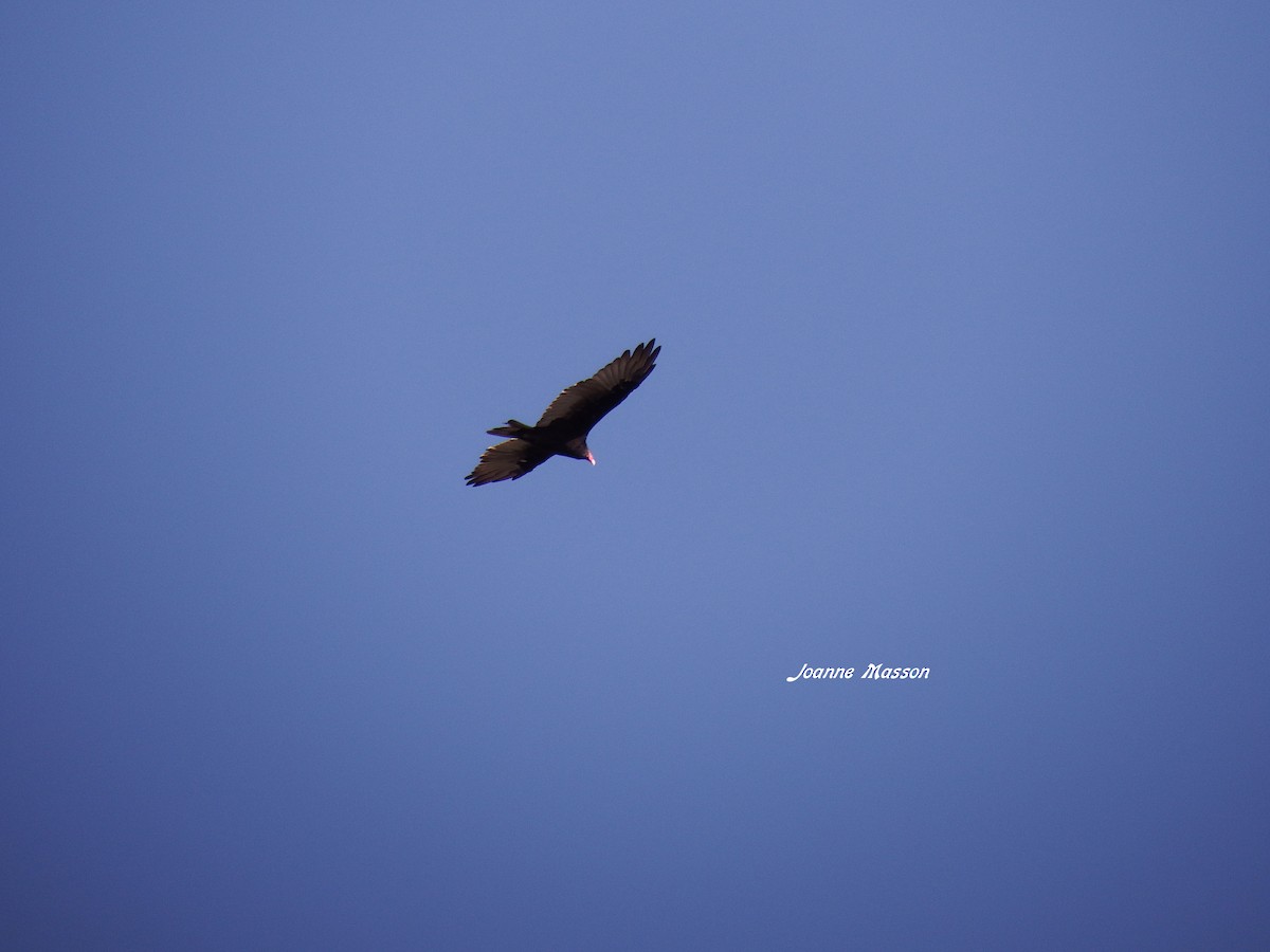 Turkey Vulture - ML65532241