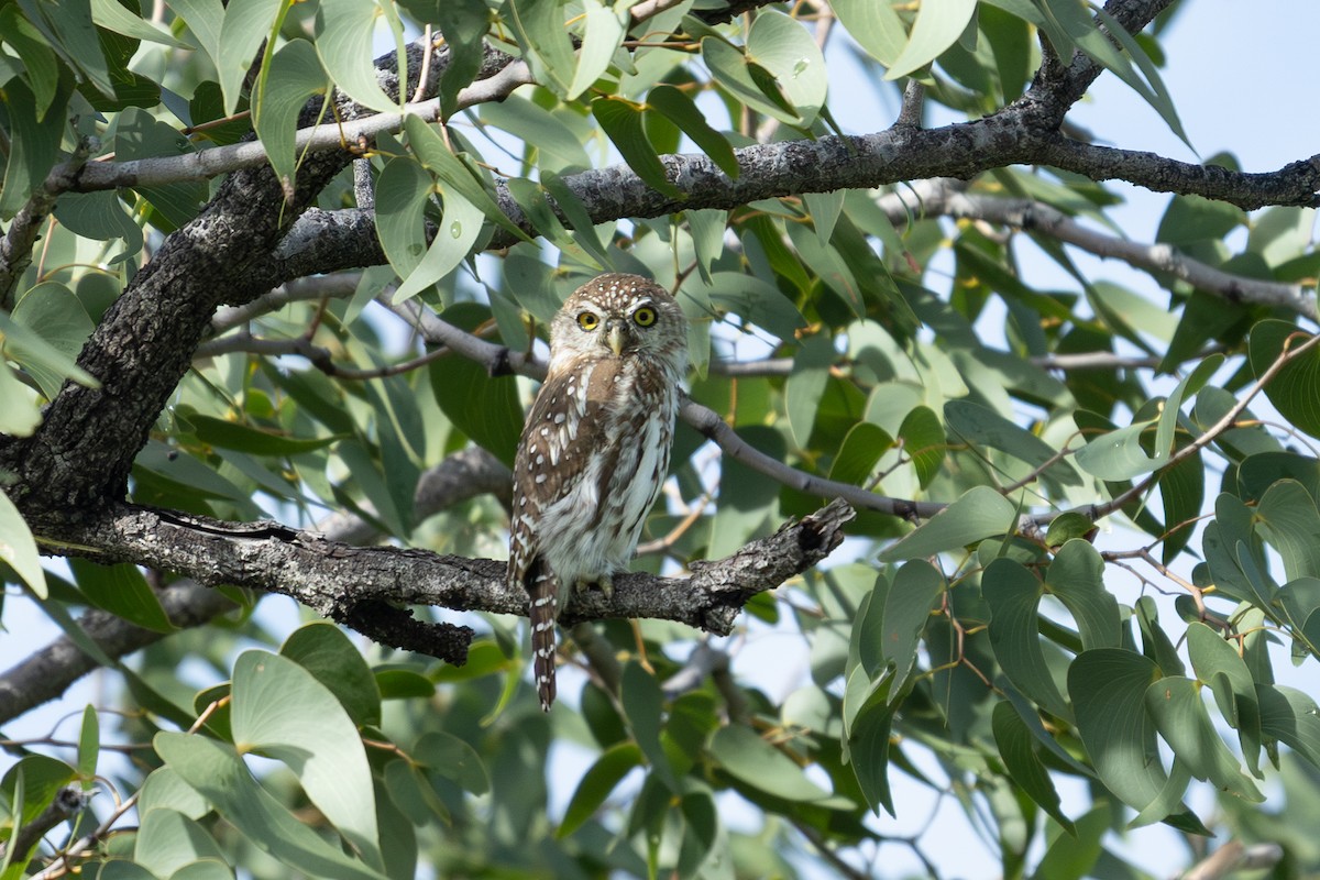 Pearl-spotted Owlet - ML655322457