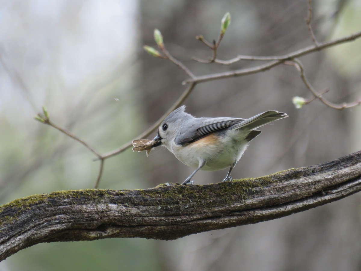 gråduskmeis - ML655322617