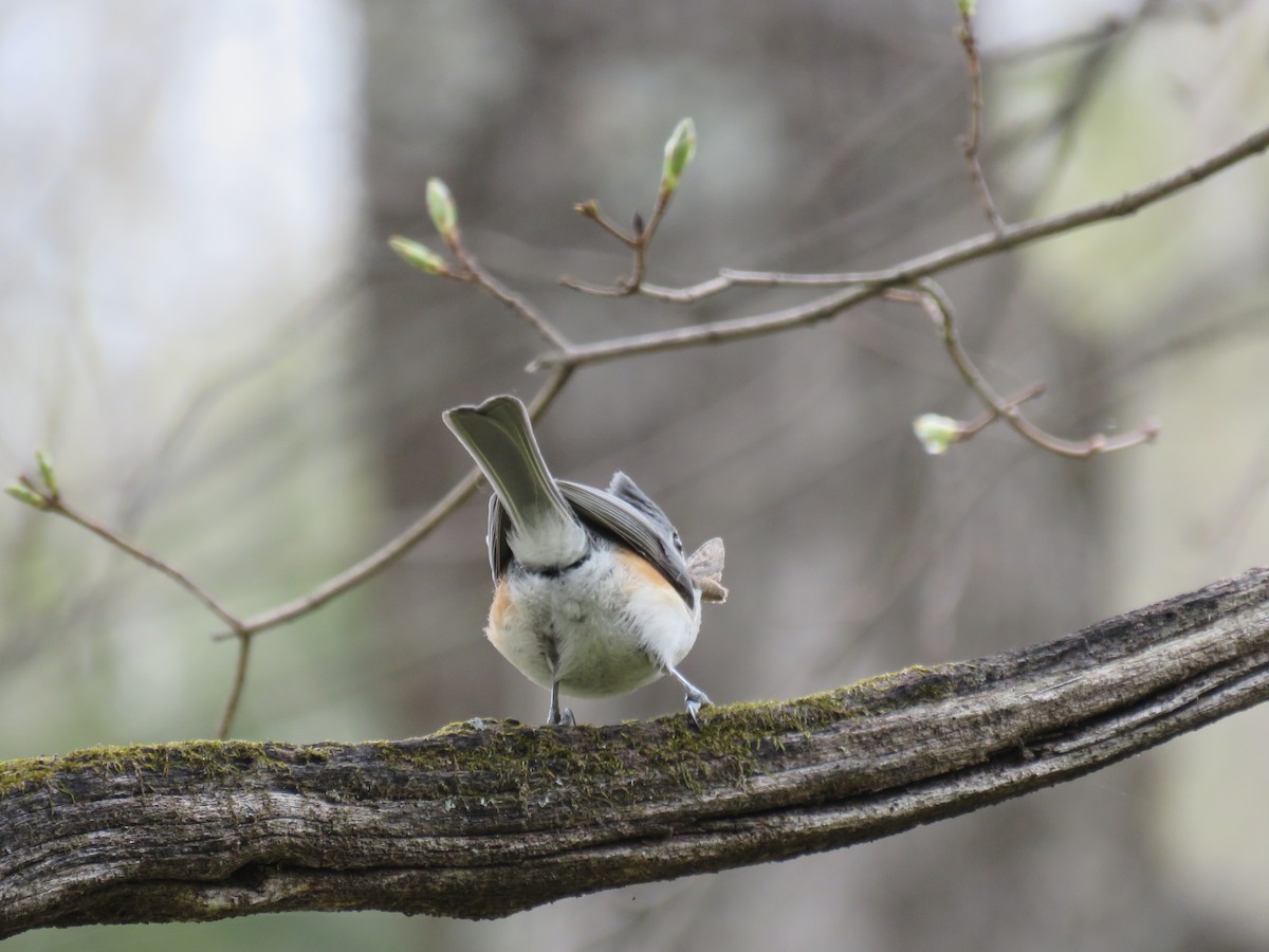 gråduskmeis - ML655322618