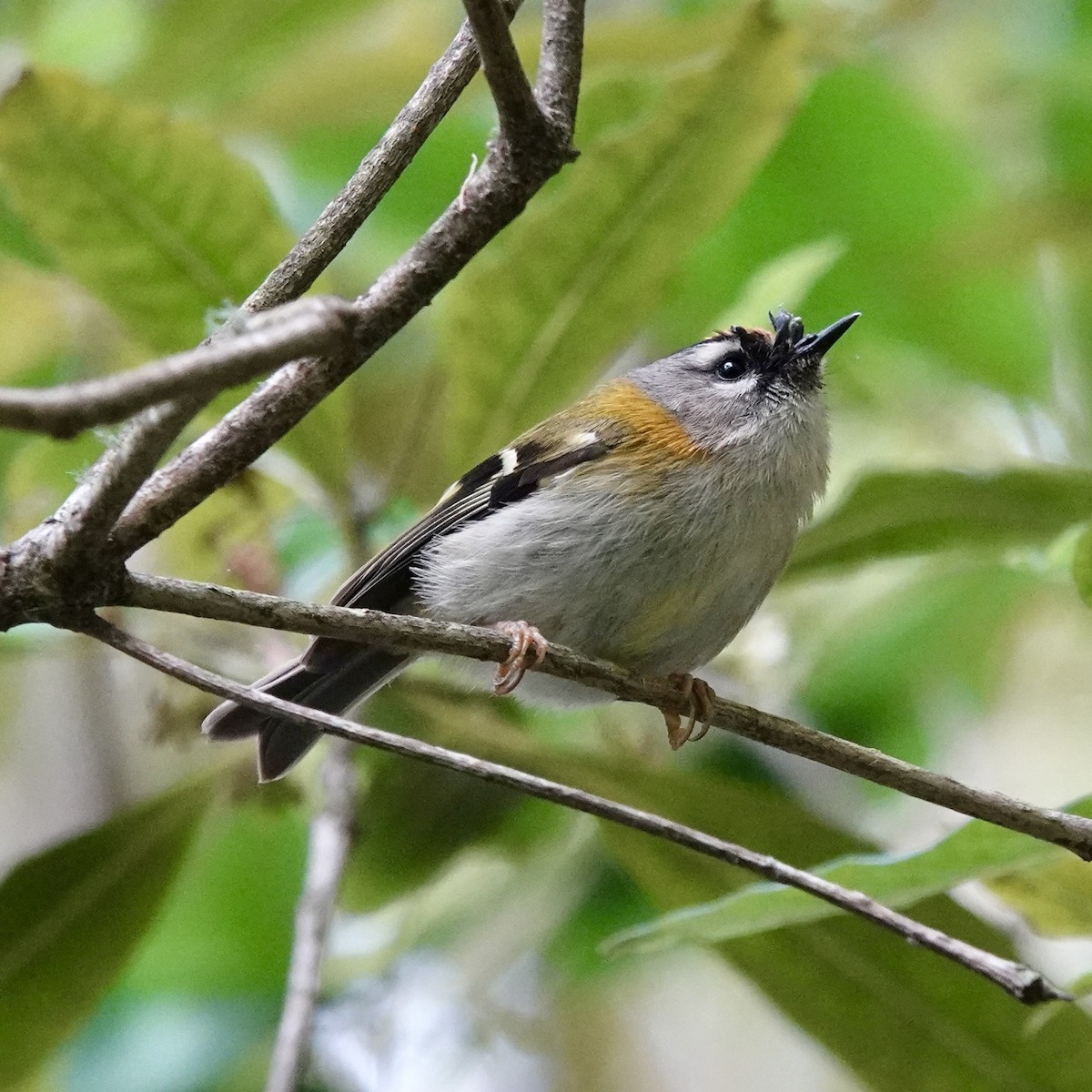 Madeira Firecrest - ML655322942
