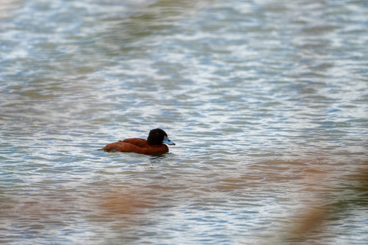 Maccoa Duck - ML655323006