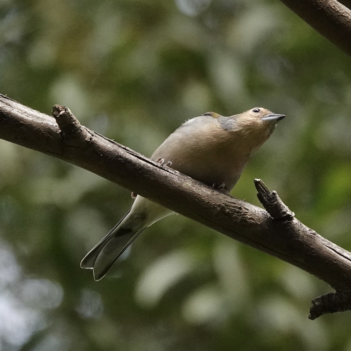 Madeira Chaffinch - ML655323060