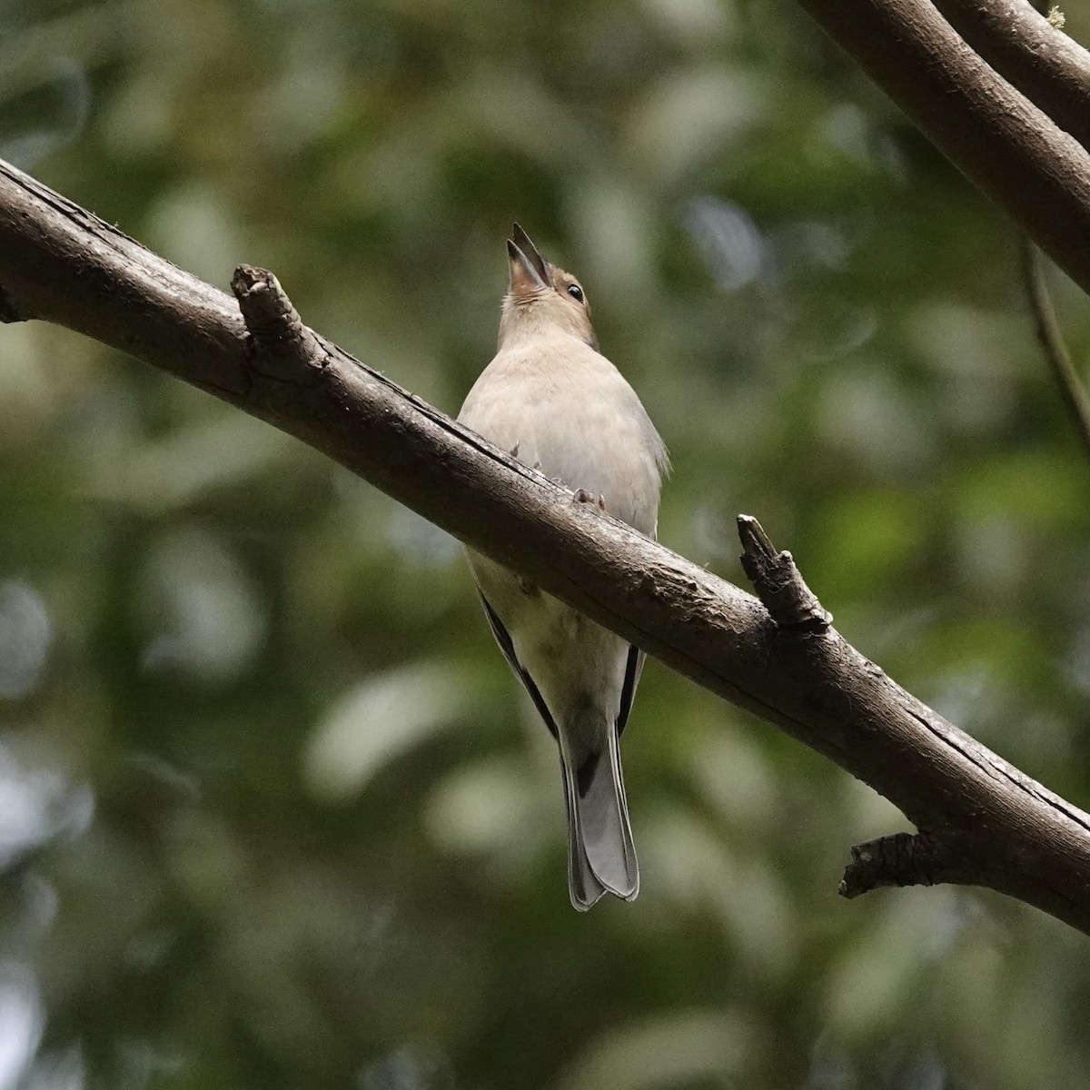 Madeira Chaffinch - ML655323061