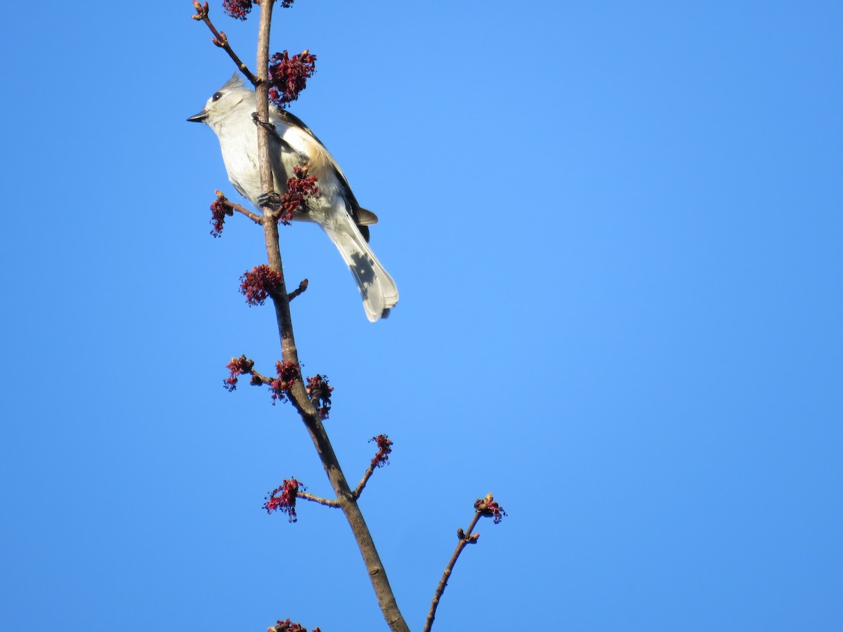 gråduskmeis - ML655323154