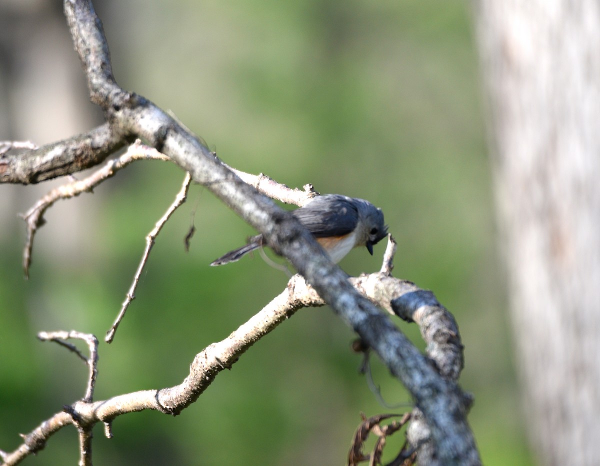 gråduskmeis - ML655323612