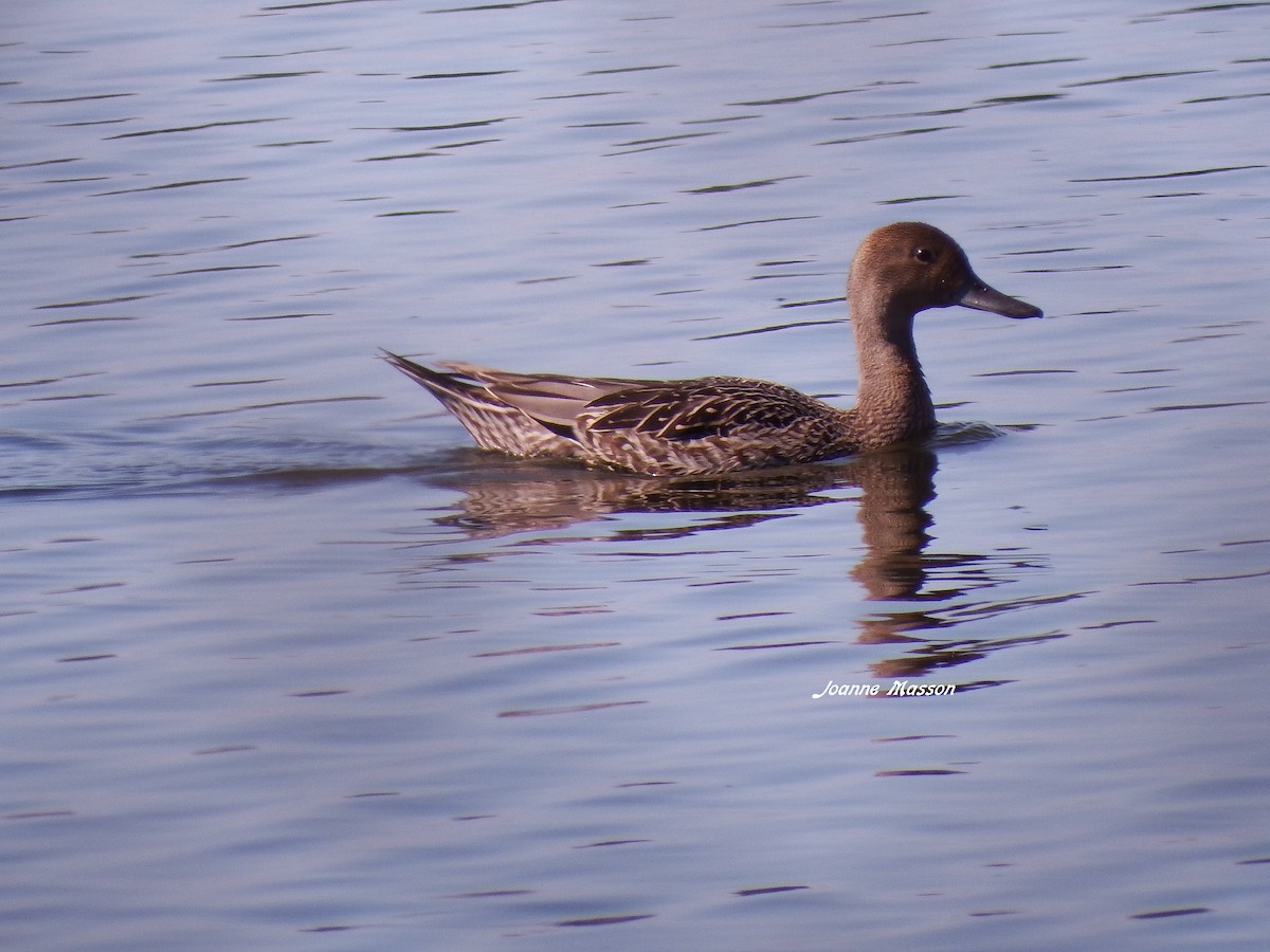 Northern Pintail - ML65532401