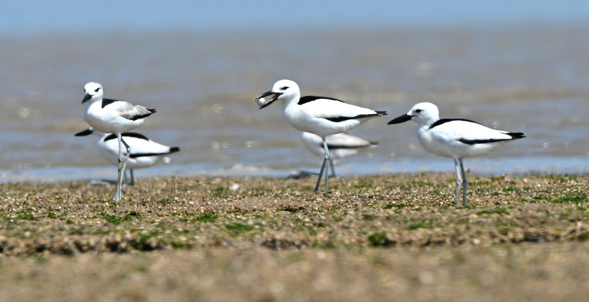 Crab-Plover - ML655324271