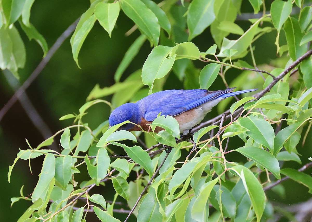 Eastern Bluebird - ML655324338