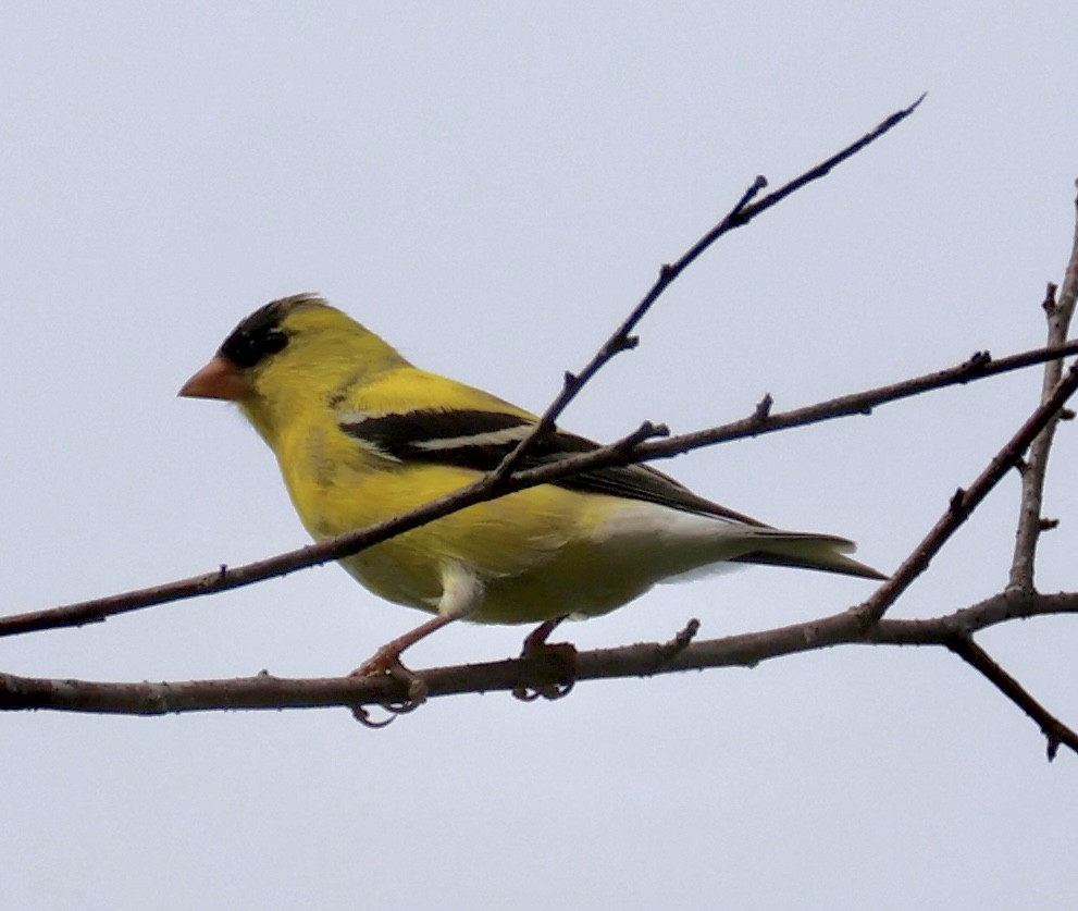 American Goldfinch - ML655324349