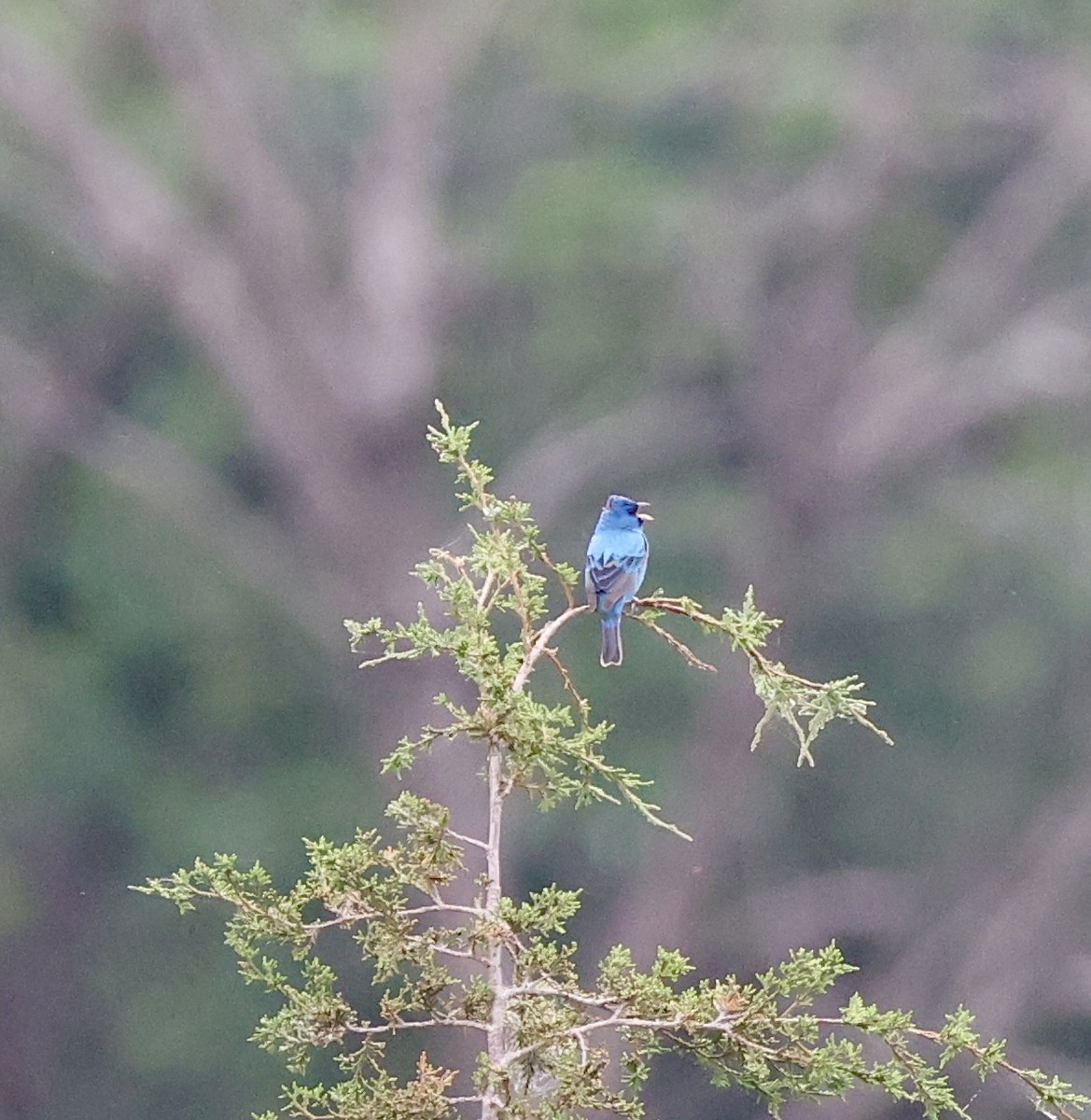 Indigo Bunting - ML655324392