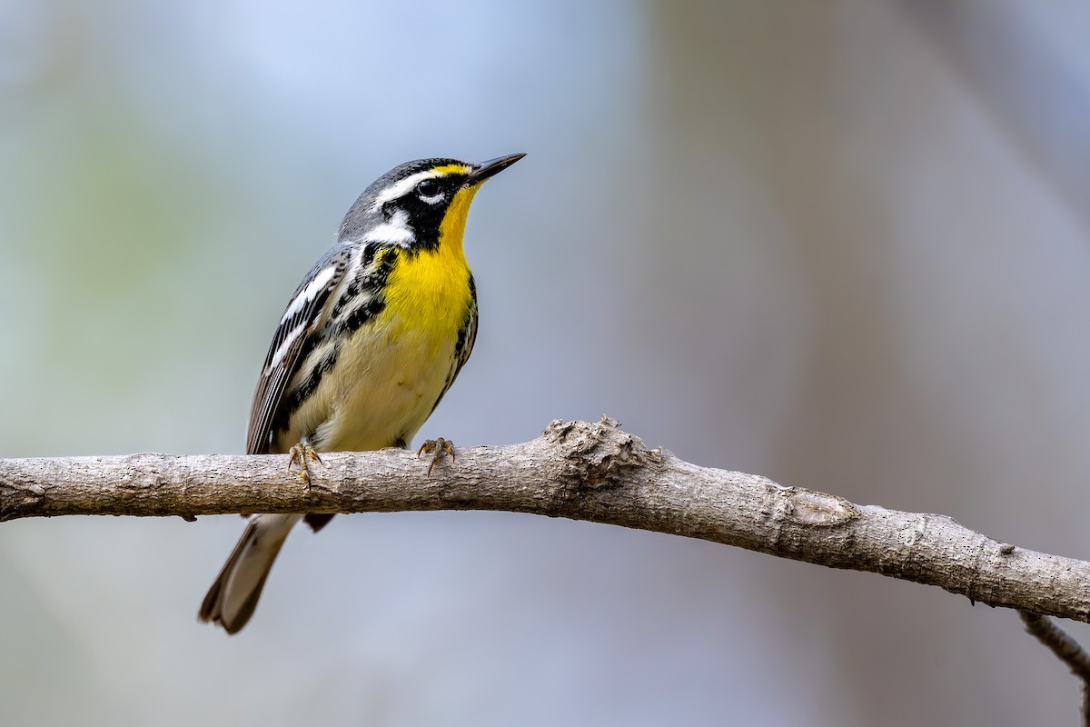 Yellow-throated Warbler - ML655325890