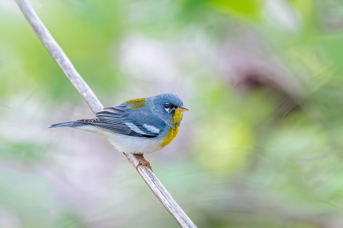 Northern Parula - ML655325902