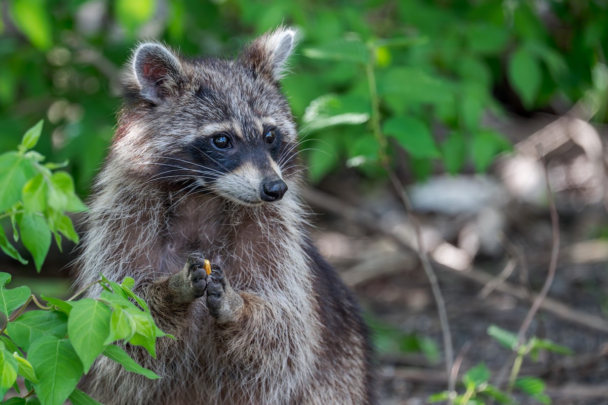 Common Raccoon - ML655326521