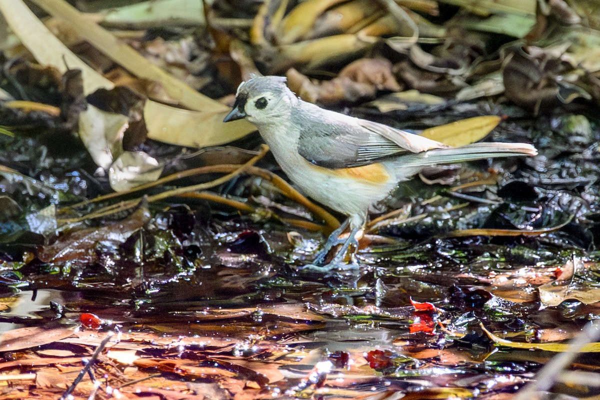 gråduskmeis - ML655326578