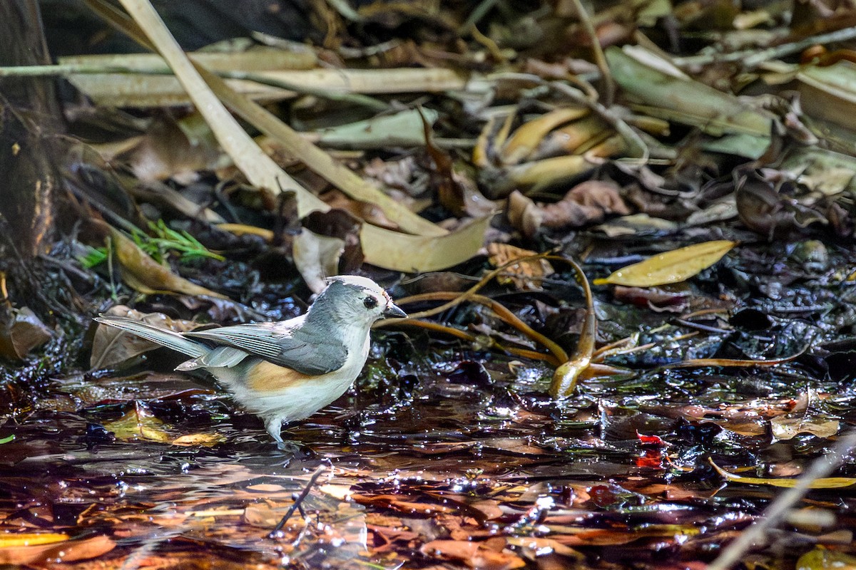 gråduskmeis - ML655326579