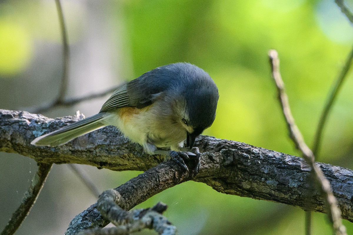 gråduskmeis - ML655326835