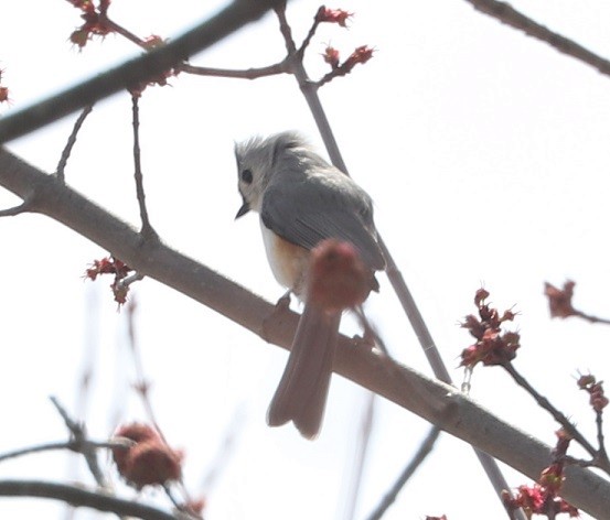 gråduskmeis - ML655327007