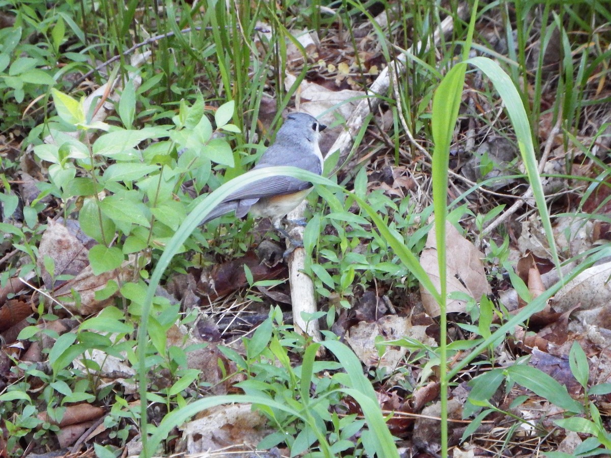 gråduskmeis - ML655327754