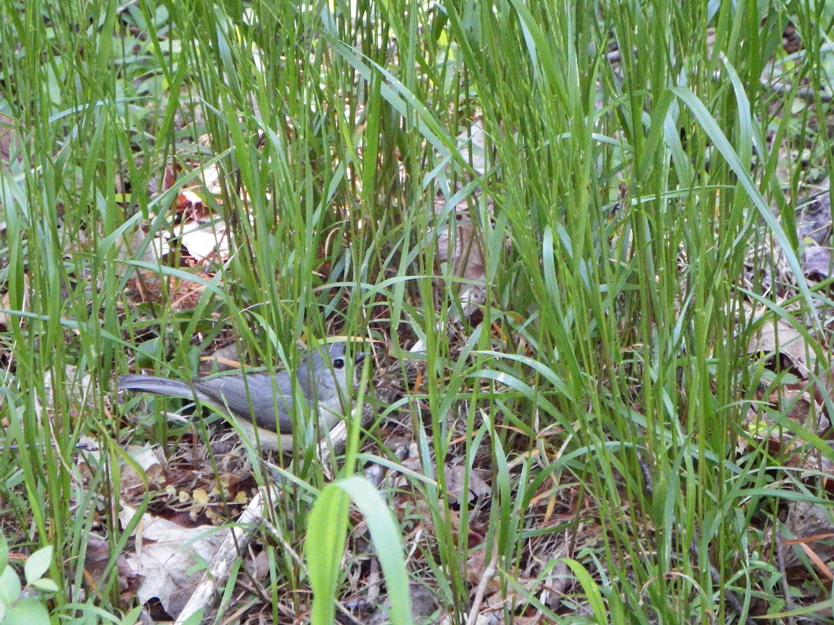 gråduskmeis - ML655327755