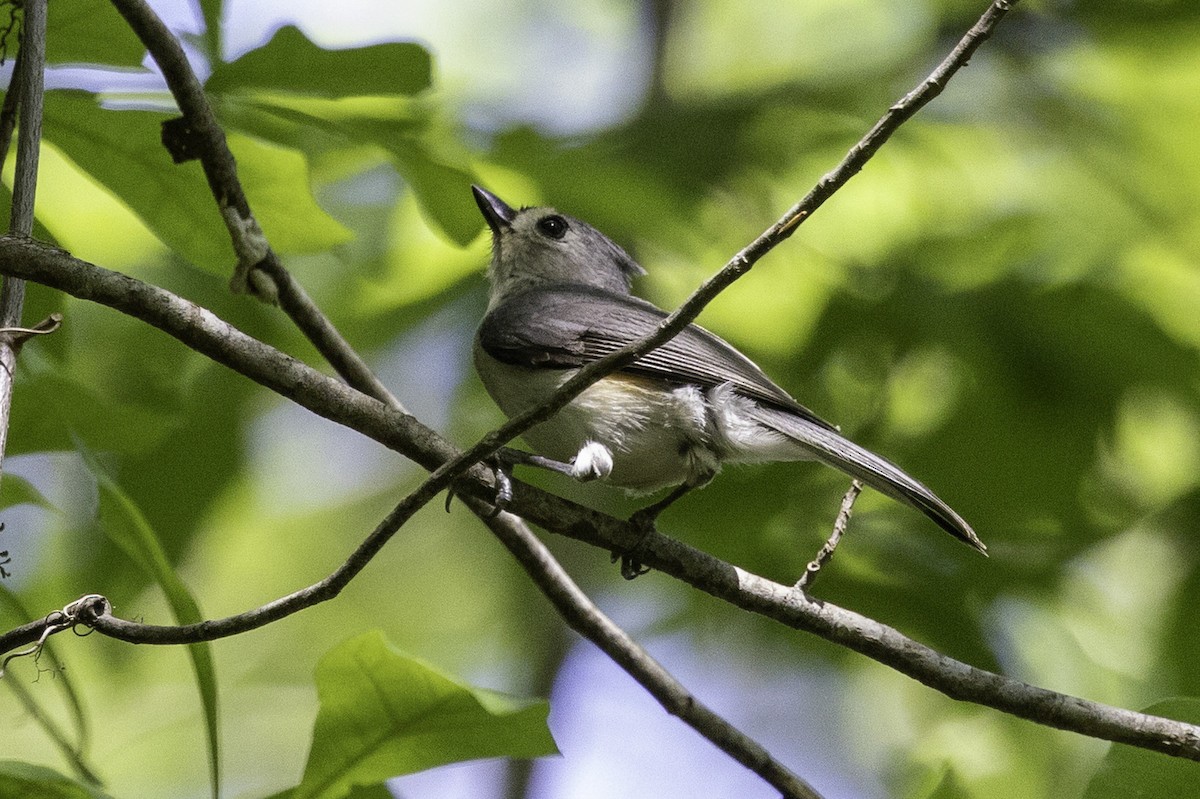 gråduskmeis - ML655327954