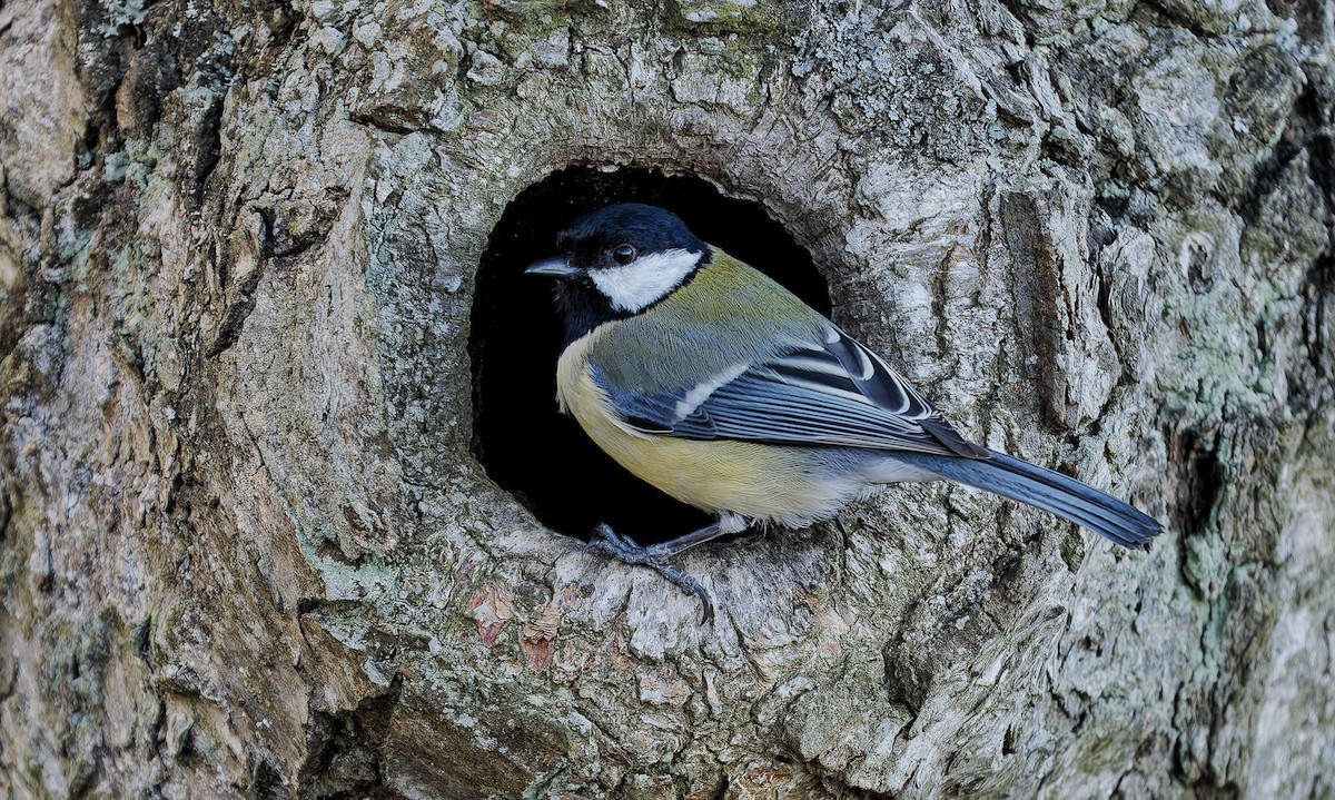Great Tit - ML655330509